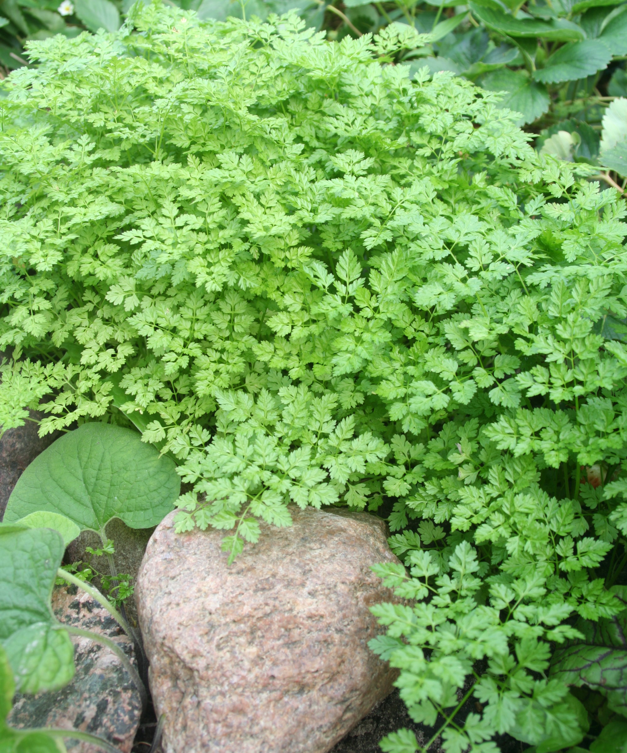 Chervil growing in a garden