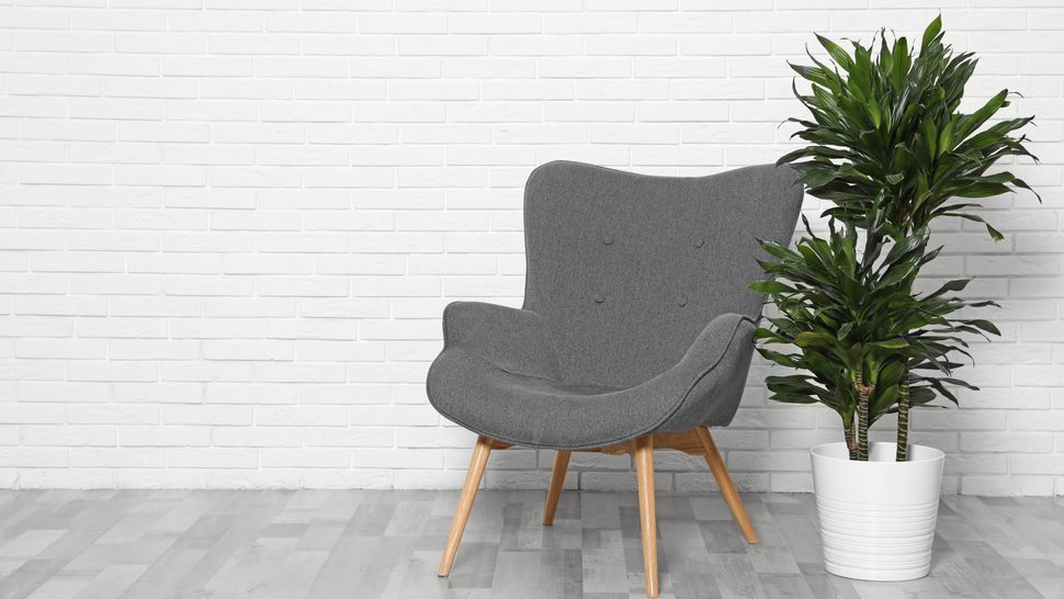 7 plants that can survive without sunlight Tom's Guide