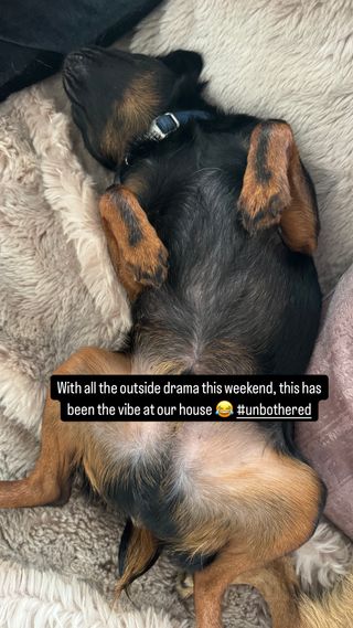 A dog stretches out on a blanket, with a caption, reading, "With all the outside drama this weekend, this has been the vibe at our house. #unbothered"