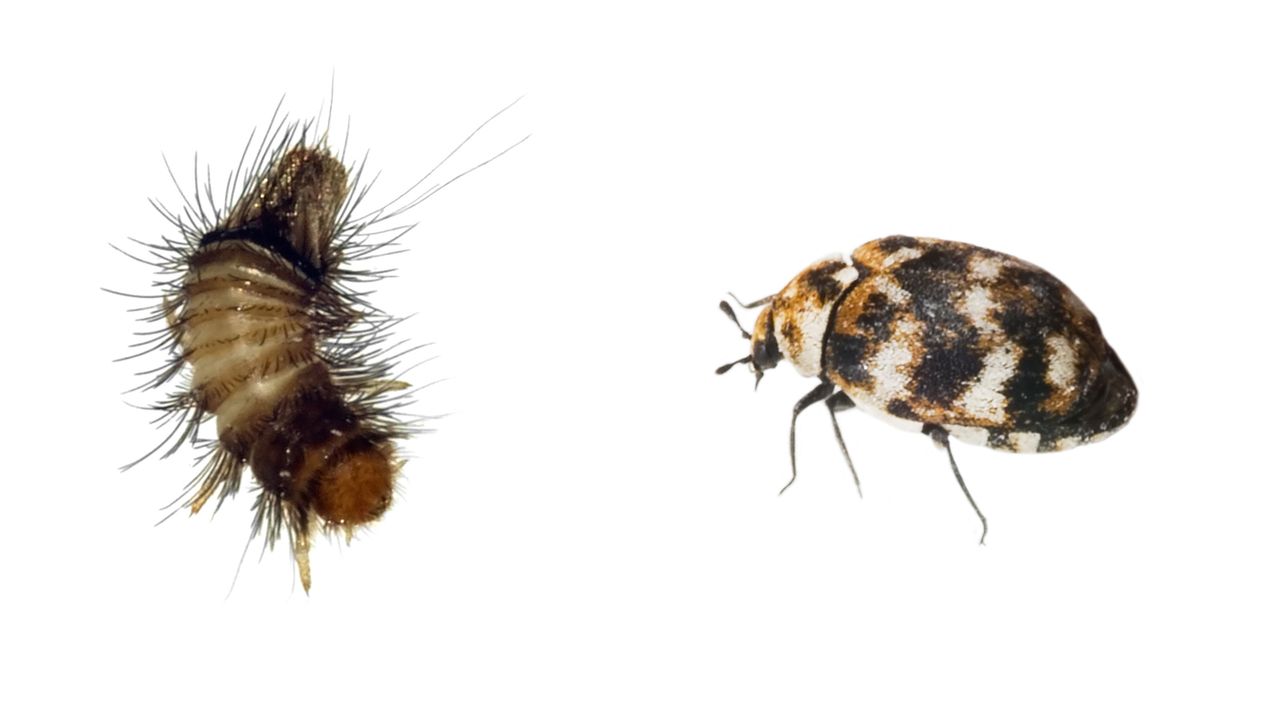 carpet beetle and larva