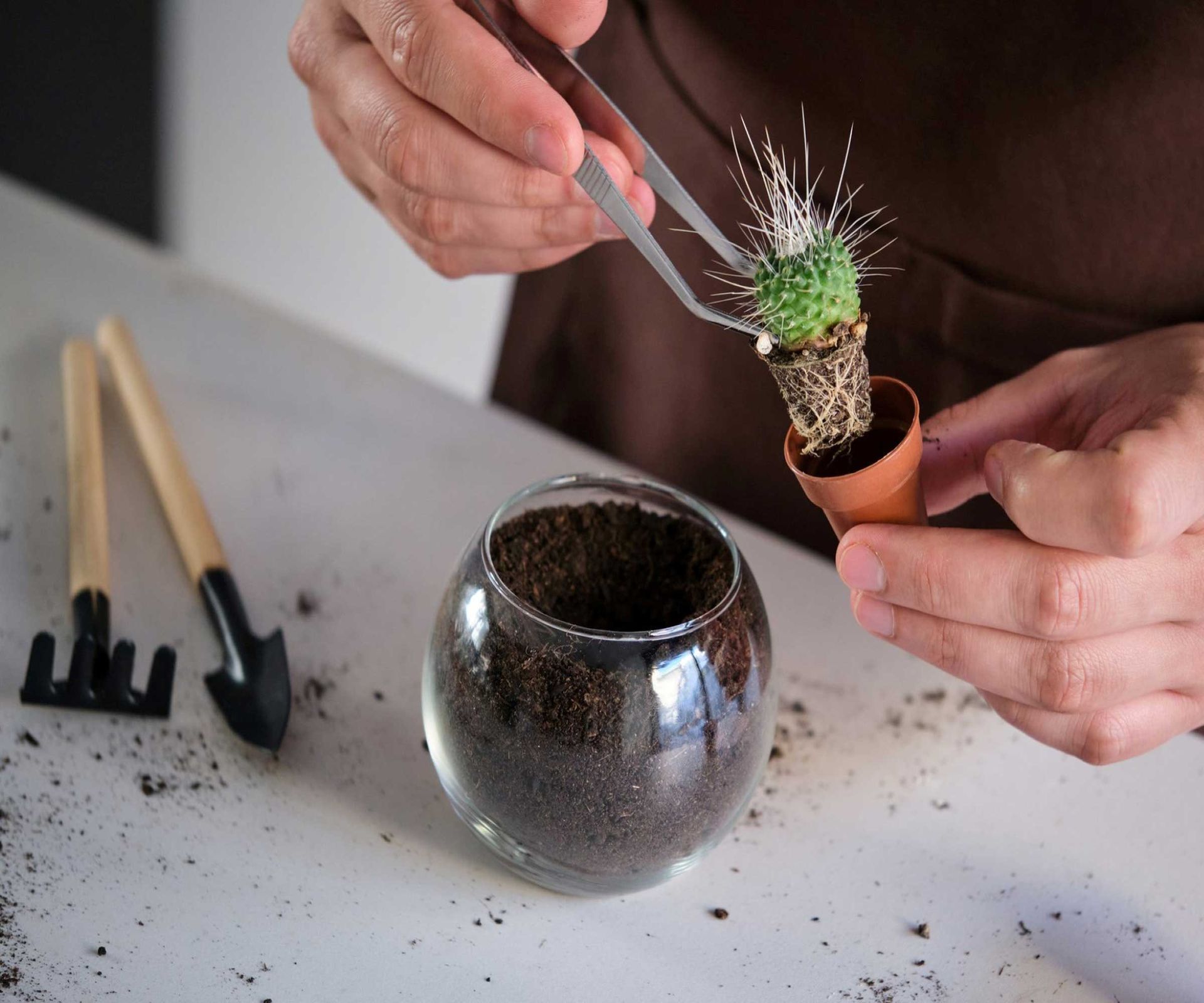 How to repot a cactus experts reveal their top methods Homes & Gardens