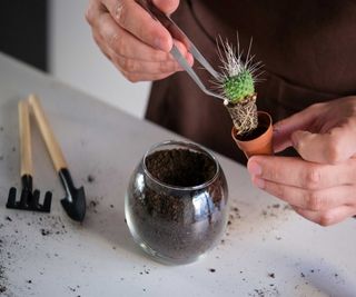 repotting a mini cactus with tweezers