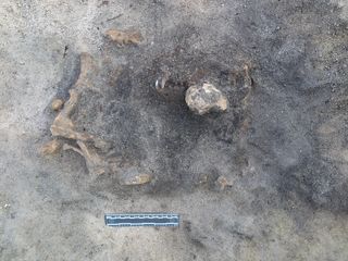 Останки собаки каменного века.  Обратите внимание на его зубы посередине фотографии.