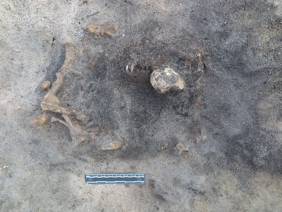 Stone Age dog may have been buried with its master