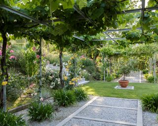 Pergola on a gravel garden path with climbing plants, pink and yellow roses and a potted citrus tree in the centre.