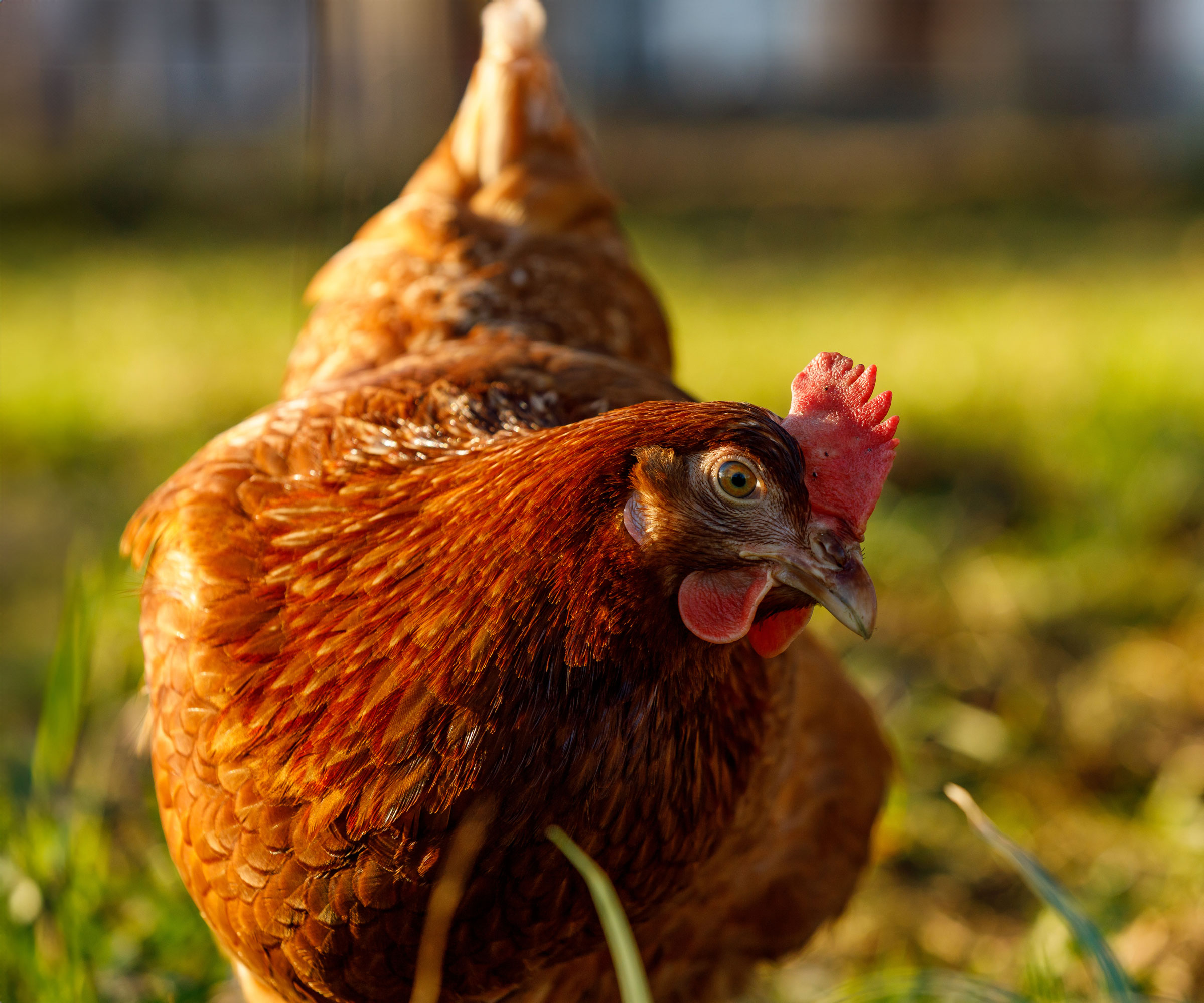 chicken in back garden standing on lawn