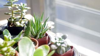 picture of succulents on window sill -