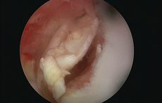 VET-14-JANUARYFigure-3b.jpg