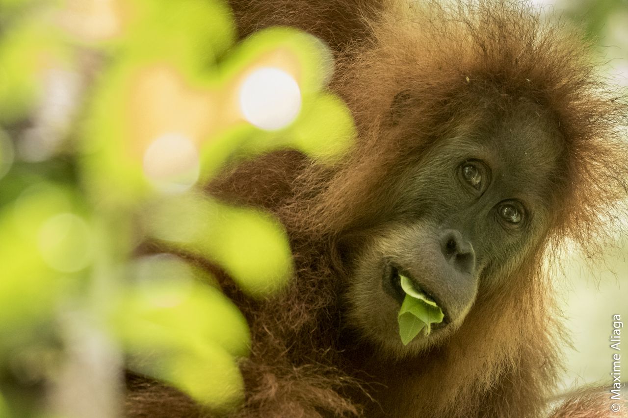 Tapanuli orangutan.