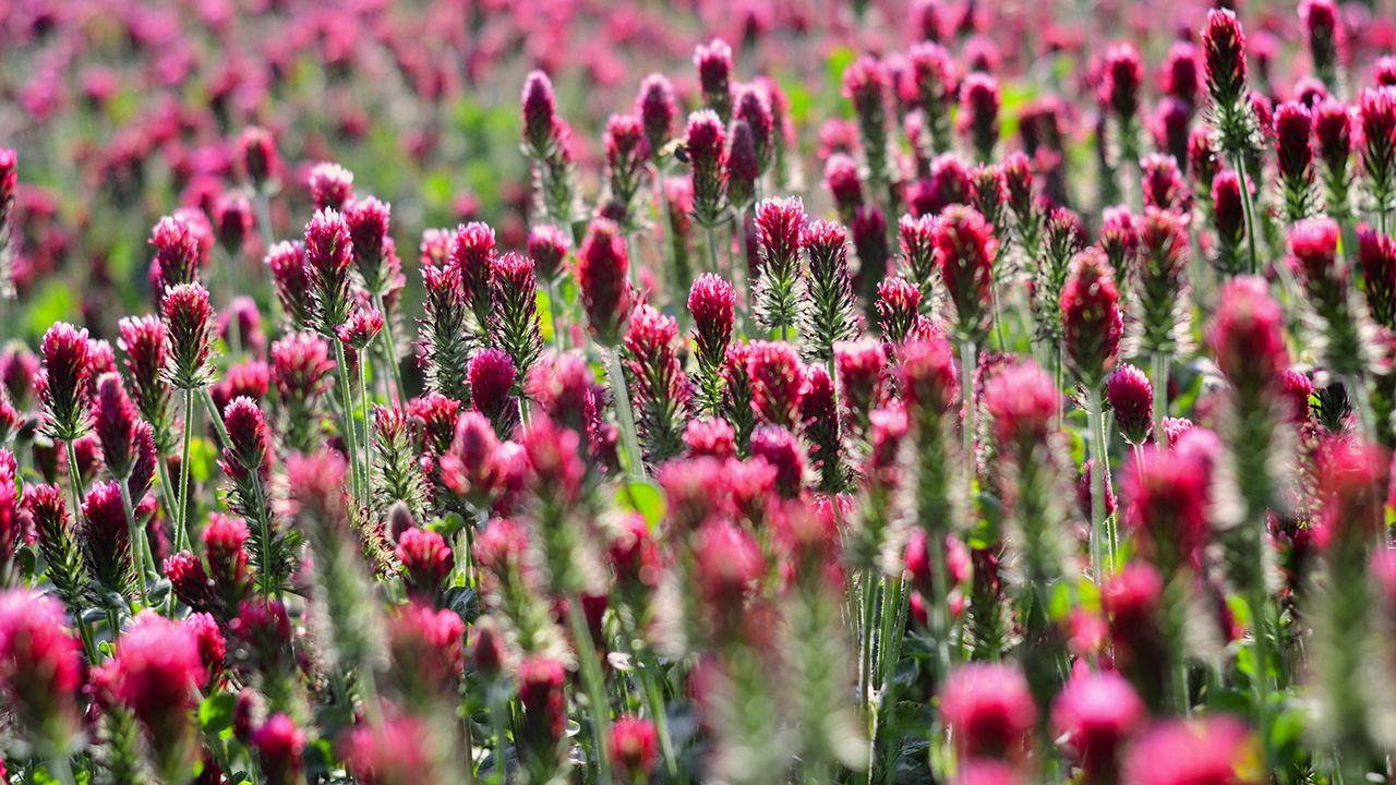 Red clover used as cover crop