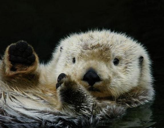 Sea Otter