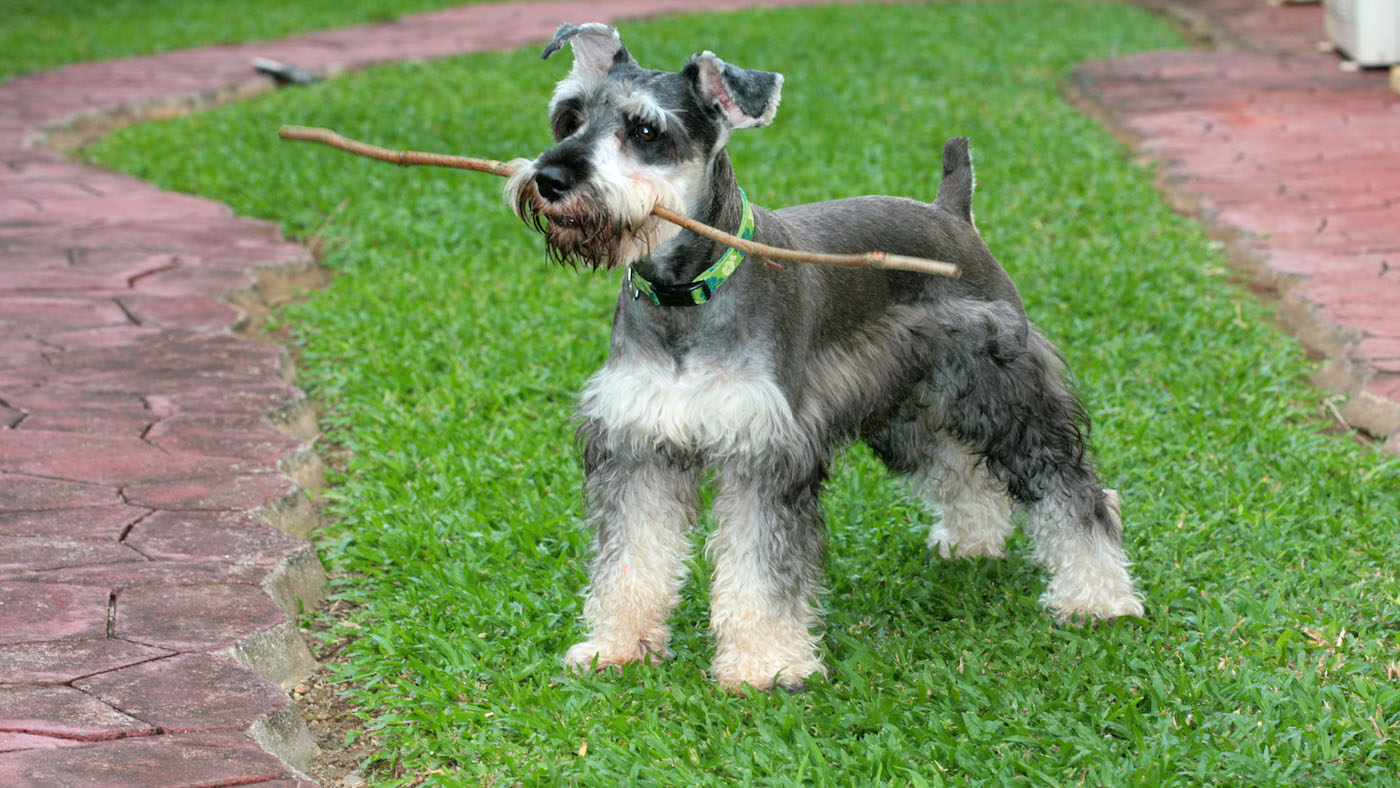 Miniature schnauzer