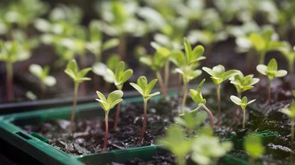 close-up of a tray of seedlings