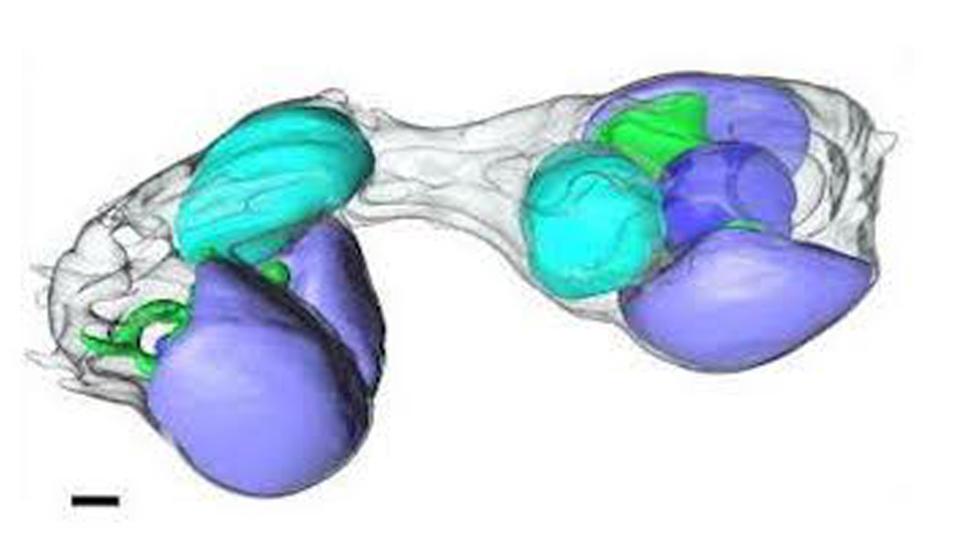 image shows a cell splitting with blobs of blue and green shown inside its structure