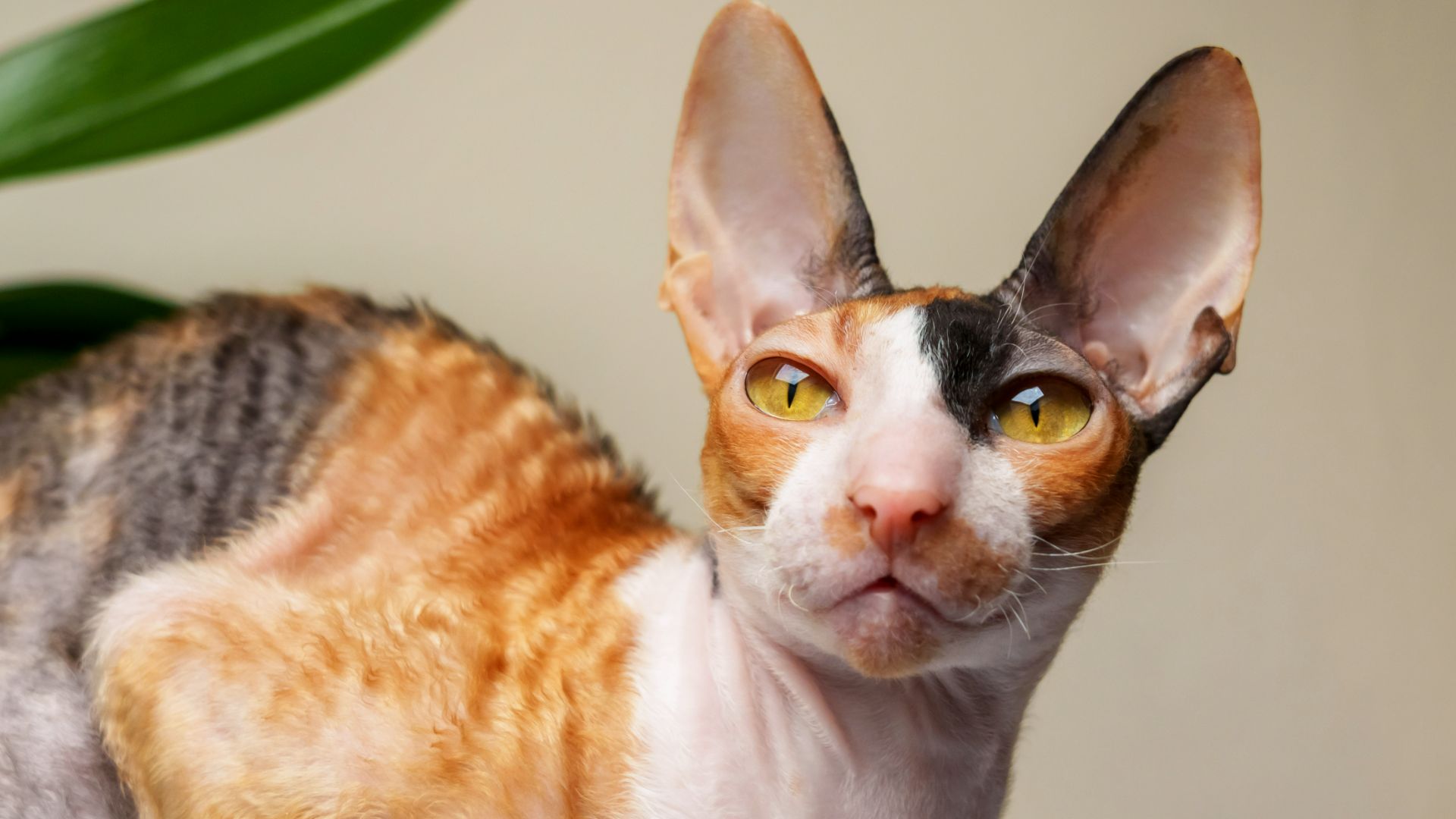 Cornish Rex cat