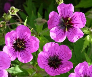 Hardy geraniums such as the variety 'Patricia' work well in a rock garden