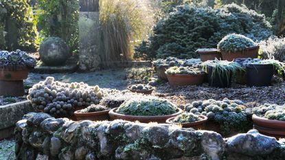 frosted plants in garden