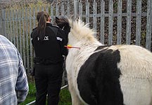 pony-with-dart.jpg