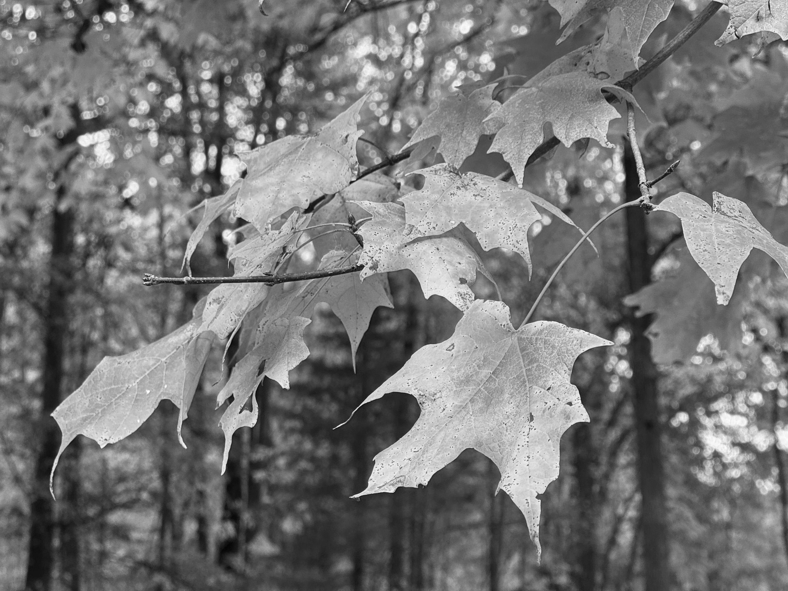 Image samples from Koloristika compared to the iPhone native camera
