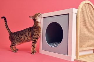 Ikea Utsådd pets collection modelled by a cat rubbing against a shelter-like house