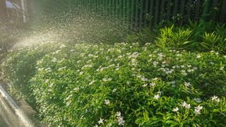 Watering a gardenia bush