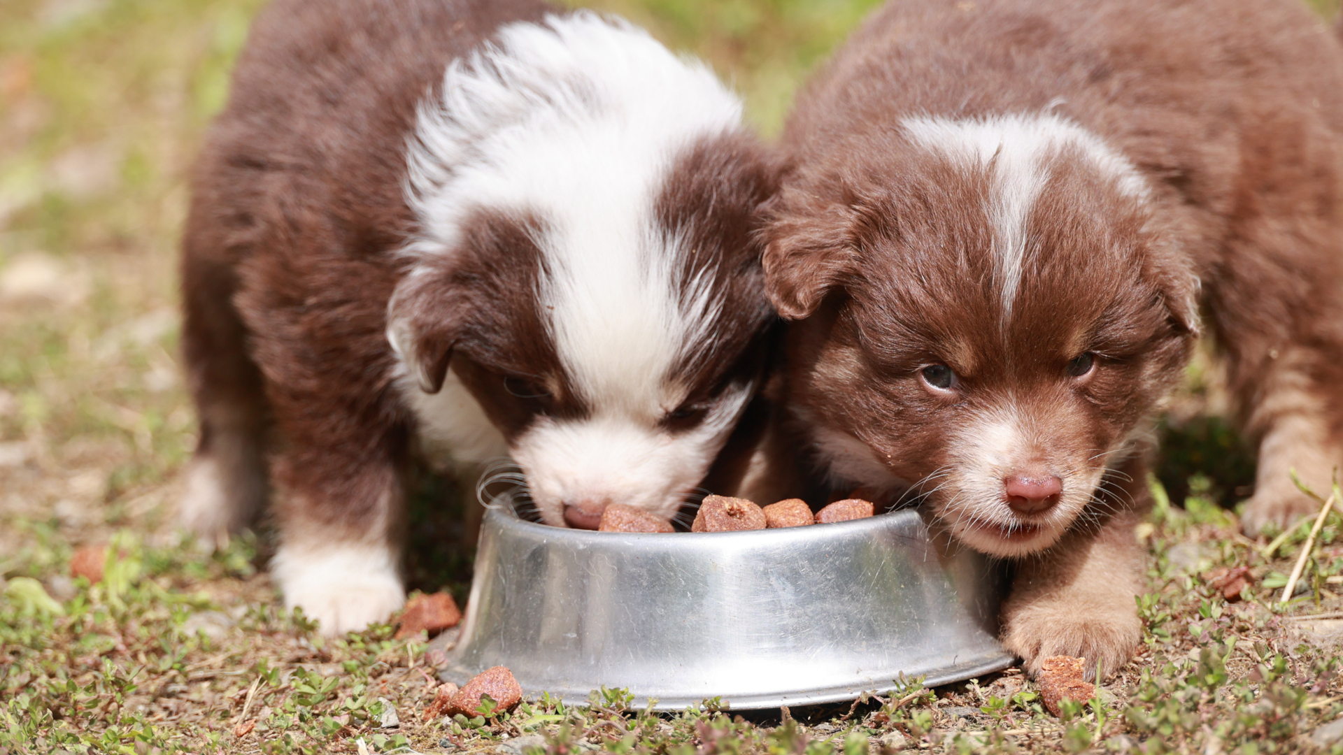 Two puppies eating out of a silver bowl. One of the puppies is brown and white. The other is brown.