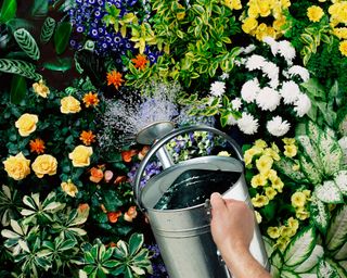 watering plants in the garden with a watering can