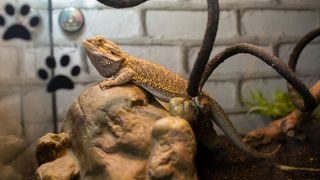 Bearded dragon on a rock