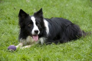 Border Collie lying on grass with tennis ball