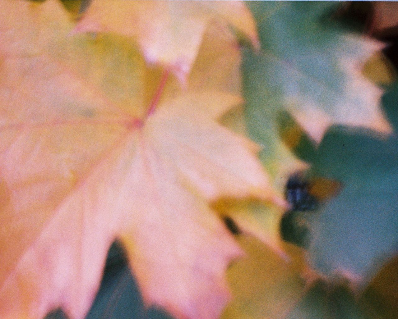 A photo of an autumnal leaf, taken on a Lomography Lomomatic 110 film camera