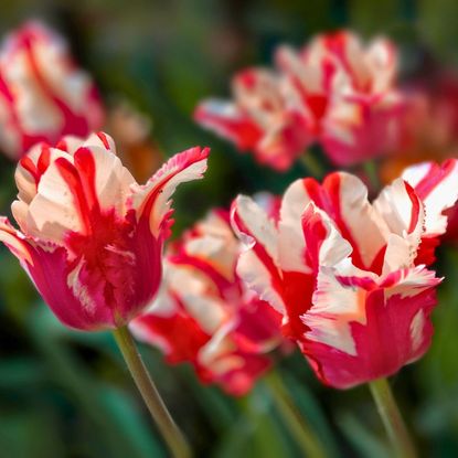 Red and white parrot tulips