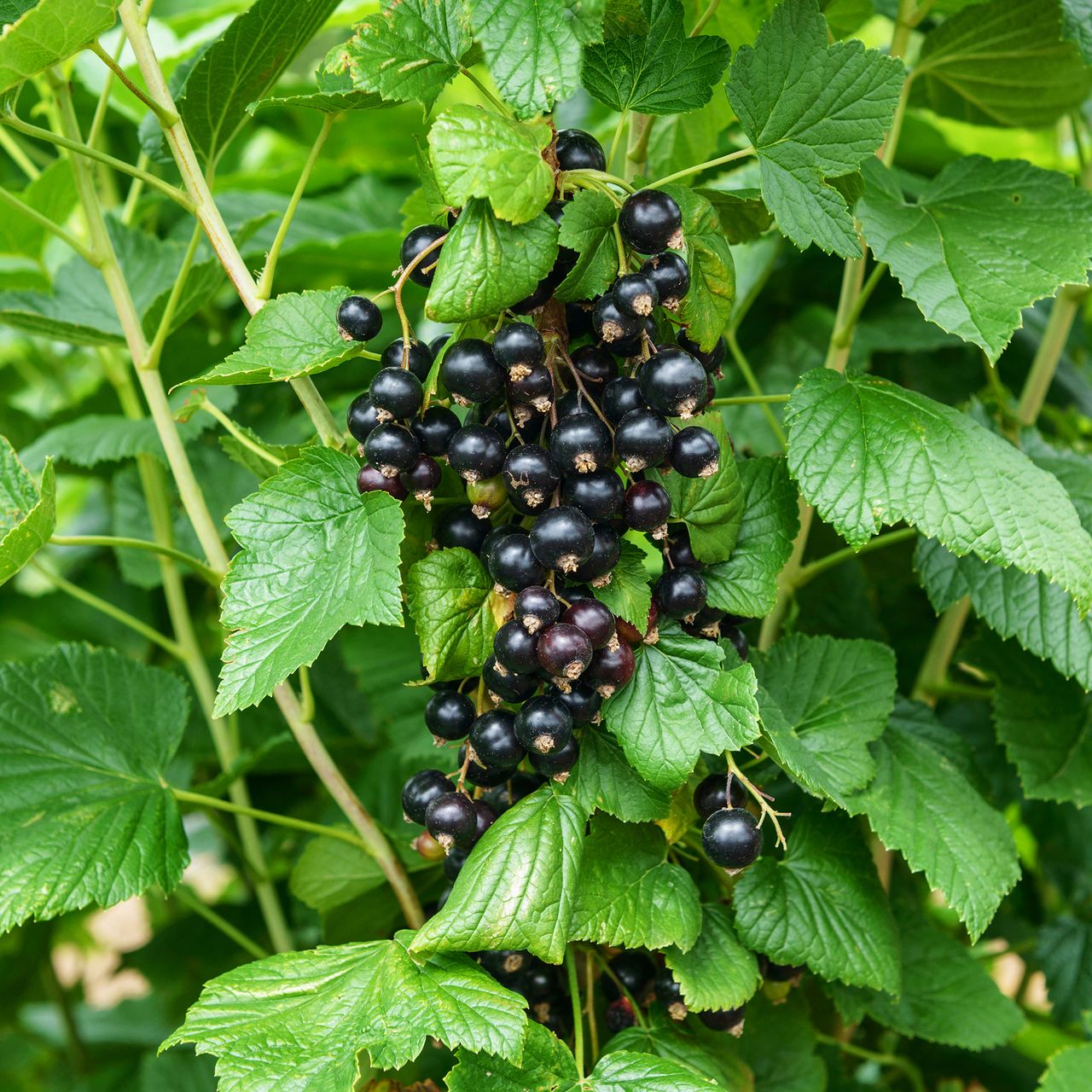 Blackcurrants with ‘Ben’ in their name, such as Ribes nigrum ‘Ben Tron’, are typically hardy, reliable and fine tasting.