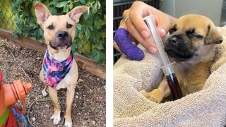 Bronson and Nemo in two frames