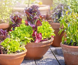 how to fertilize container plants