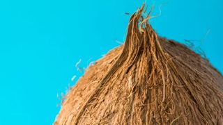 A close of of a coconut shell on a turquoise blue backdrop.