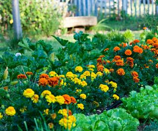 Marigolds and crops in a vegetable garden