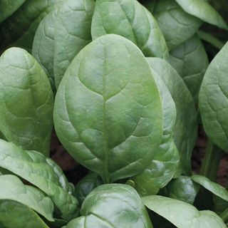 spinach Tundra leaves freshly harvested