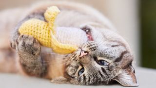 cat rolls over on the floor and plays with a crouched catnip banana toy