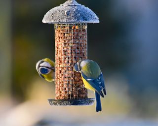 blue tits eating peanuts from bird feeder