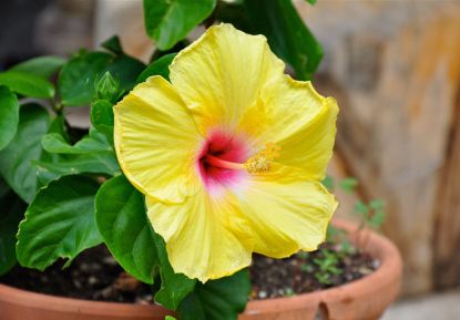 Container Grown Yellow Hibiscus Flower