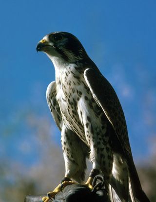 The peregrine falcon can fly up to 200 mph (322 kph), making it the world's fastest animal,