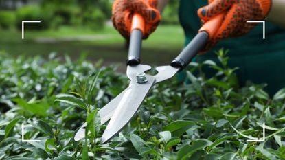 person wearing gardening gloves using garden shears to cut a hedge 