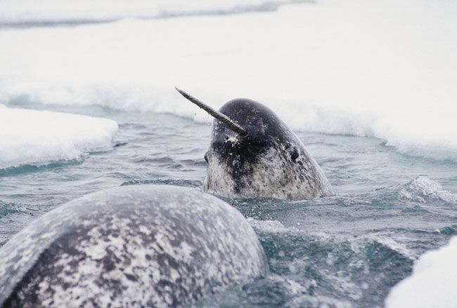Narwhals: Mysterious unicorns of the sea   Live  ...