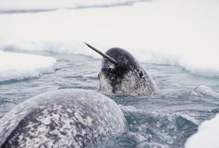 Narwhals surfacing.