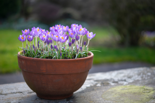 Crocuses blooming in a terracotta pot