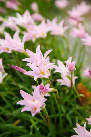 How to grow lilies: small lily