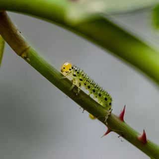 sawfly caterpillar on rose branch - Pascale Gueret - GettyImages-1401211136