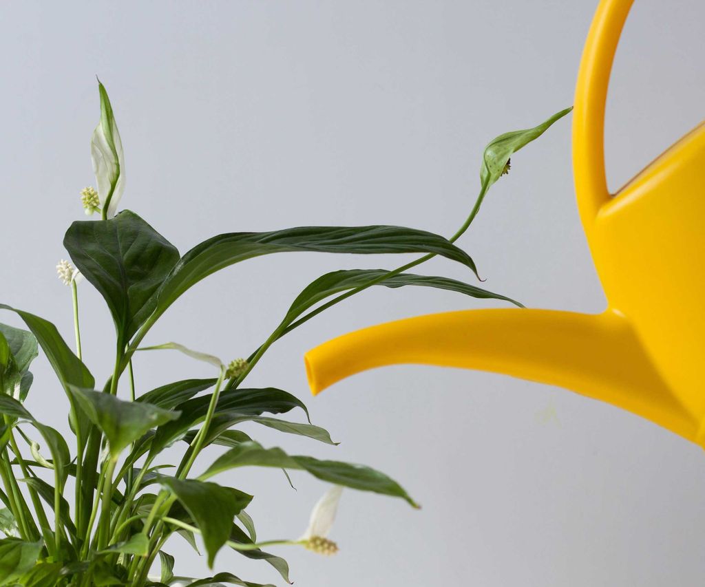 Why is my peace lily drooping? The houseplant experts advise