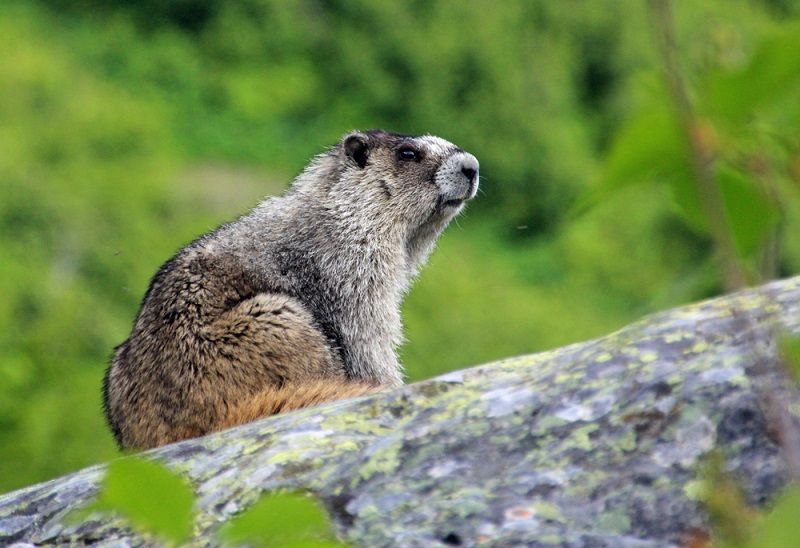 A marmot