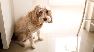 32 common dog behavior problems and solutions